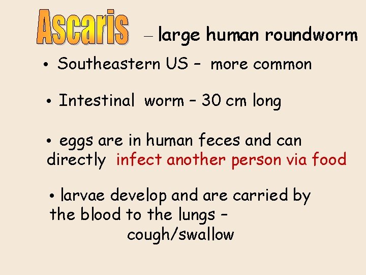 – large human roundworm • Southeastern US – more common • Intestinal worm –