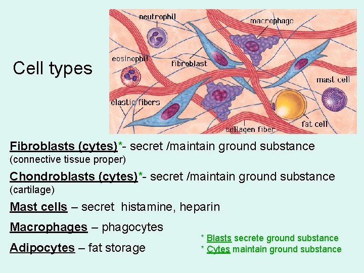 Cell types Fibroblasts (cytes)*- secret /maintain ground substance (connective tissue proper) Chondroblasts (cytes)*- secret