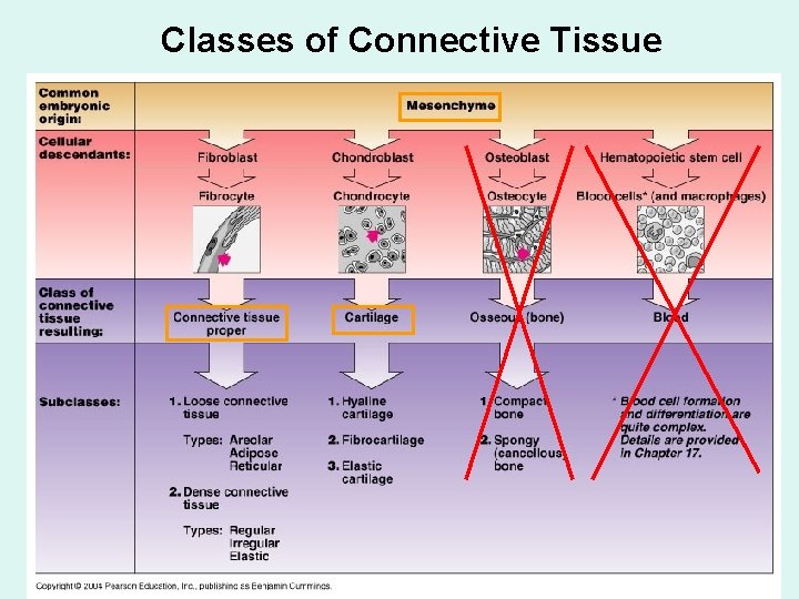 Classes of Connective Tissue 