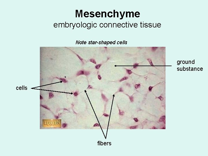 Mesenchyme embryologic connective tissue Note star-shaped cells ground substance cells fibers 