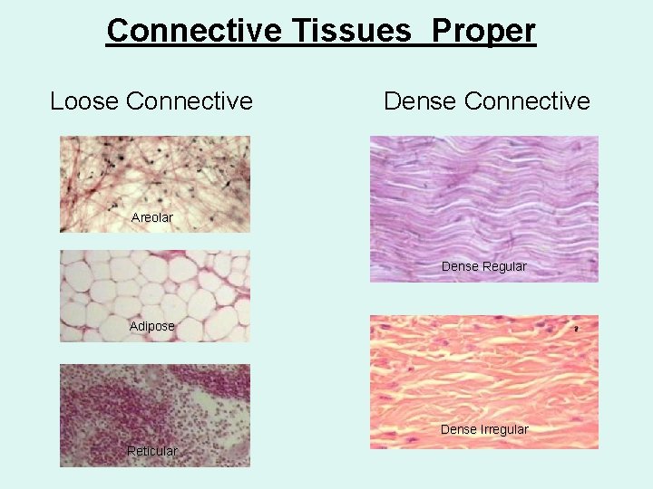 Connective Tissues Proper Loose Connective Dense Connective Areolar Dense Regular Adipose Dense Irregular Reticular