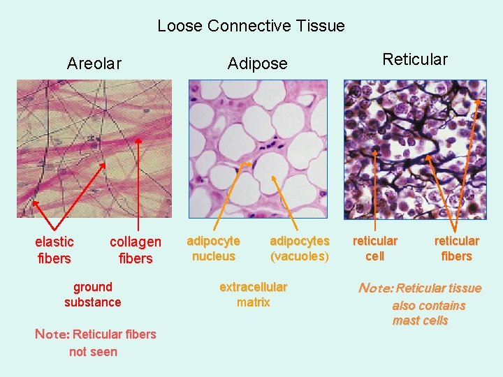 Loose Connective Tissue Areolar elastic fibers collagen fibers ground substance Note: Reticular fibers not