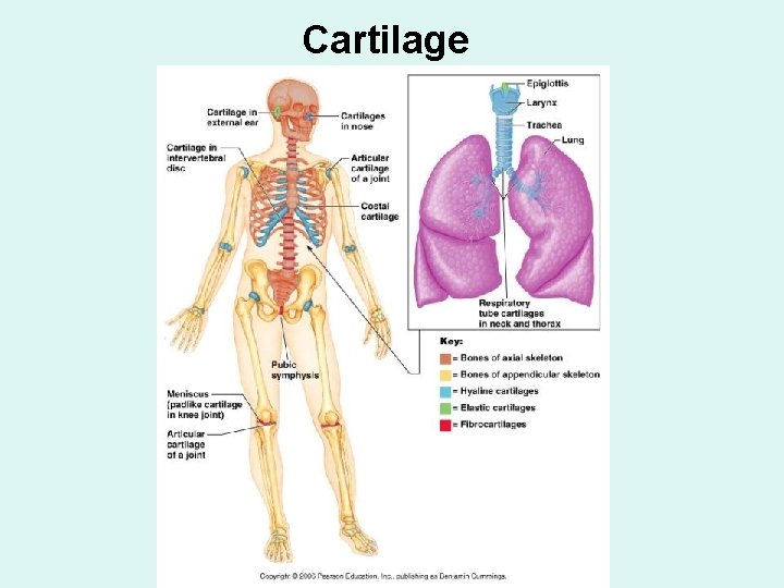 Cartilage 