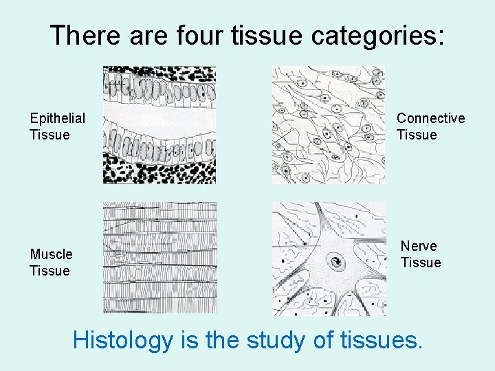 There are four tissue categories: Epithelial Tissue Muscle Tissue Connective Tissue Nerve Tissue Histology