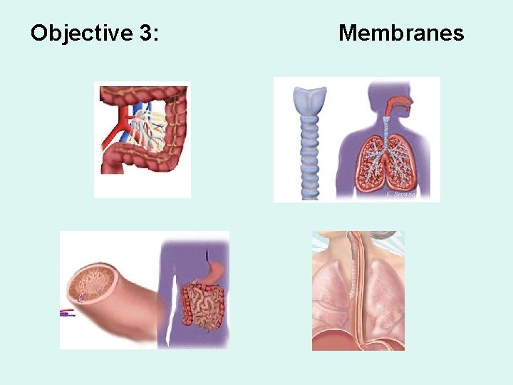 Objective 3: Membranes 
