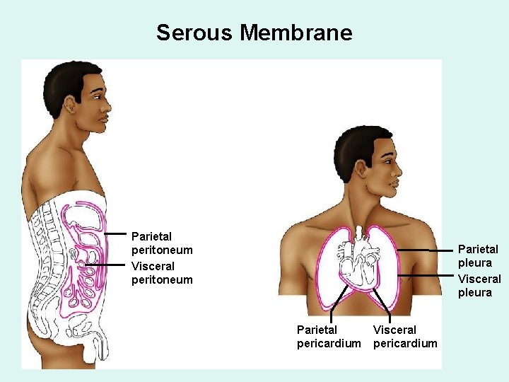 Serous Membrane Parietal peritoneum Visceral peritoneum Parietal pleura Visceral pleura Parietal pericardium Visceral pericardium