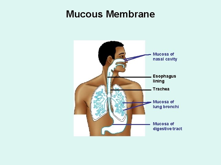 Mucous Membrane Mucosa of nasal cavity Esophagus lining Trachea Mucosa of lung bronchi Mucosa