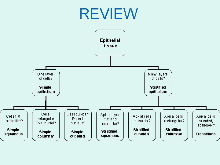 REVIEW Epithelial tissue Cells flat scale like? Simple squamous One layer of cells? Many