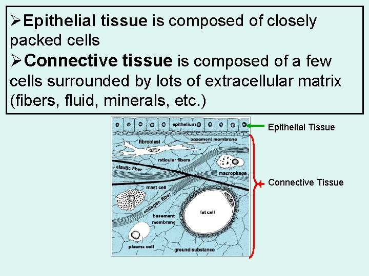 ØEpithelial tissue is composed of closely packed cells ØConnective tissue is composed of a