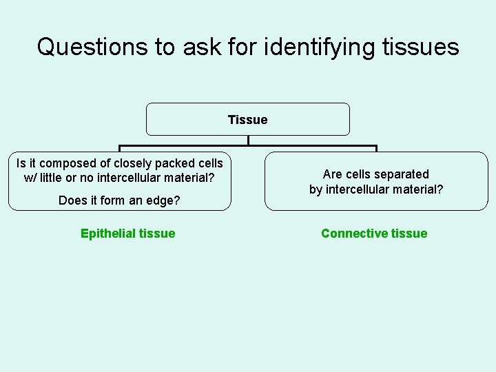 Questions to ask for identifying tissues Tissue Is it composed of closely packed cells