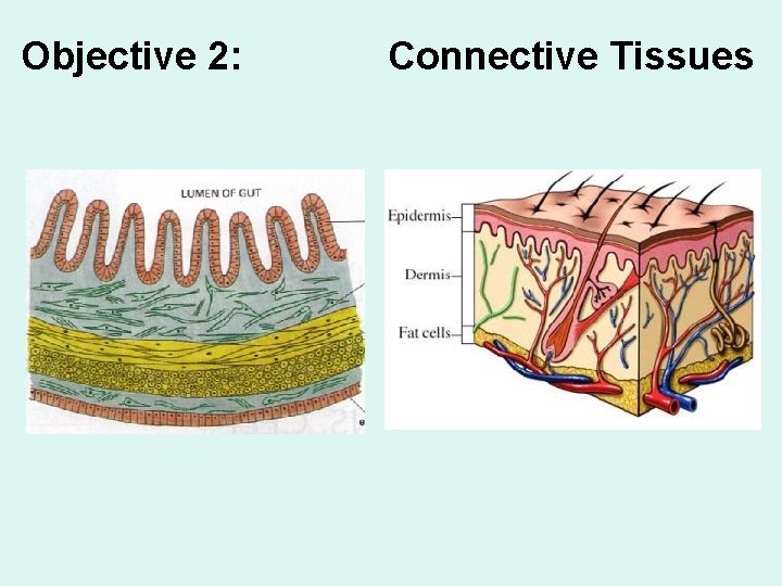 Objective 2: Connective Tissues 
