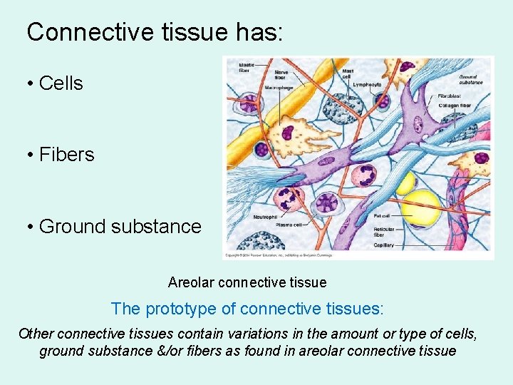 Connective tissue has: • Cells • Fibers • Ground substance Areolar connective tissue The