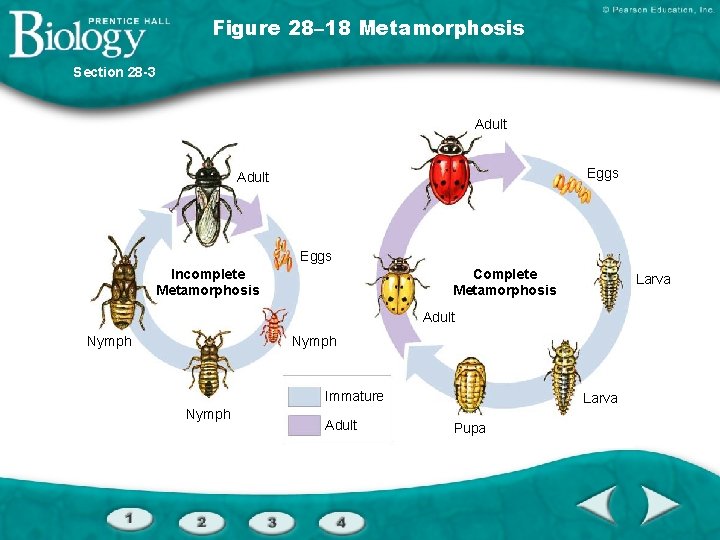 Figure 28– 18 Metamorphosis Section 28 -3 Adult Eggs Incomplete Metamorphosis Complete Metamorphosis Larva