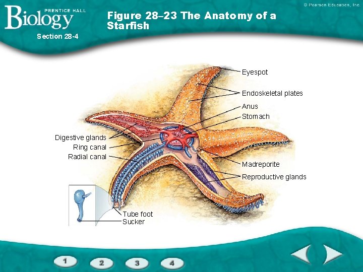 Figure 28– 23 The Anatomy of a Starfish Section 28 -4 Eyespot Endoskeletal plates