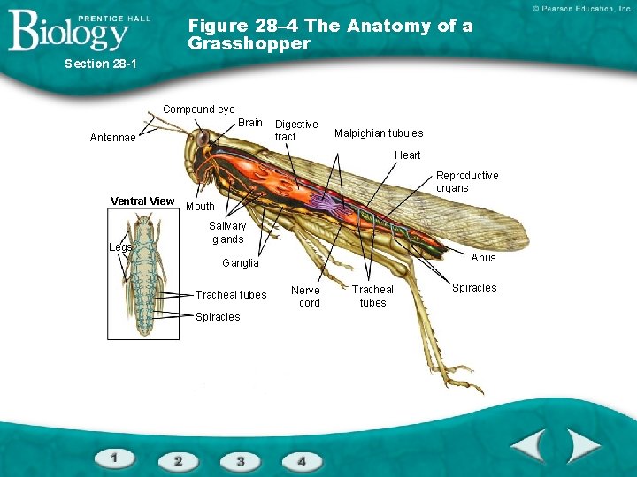 Figure 28– 4 The Anatomy of a Grasshopper Section 28 -1 Compound eye Brain