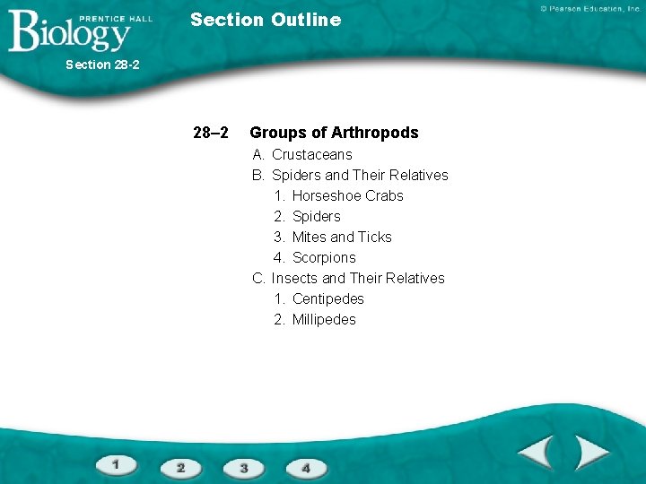 Section Outline Section 28 -2 28– 2 Groups of Arthropods A. Crustaceans B. Spiders