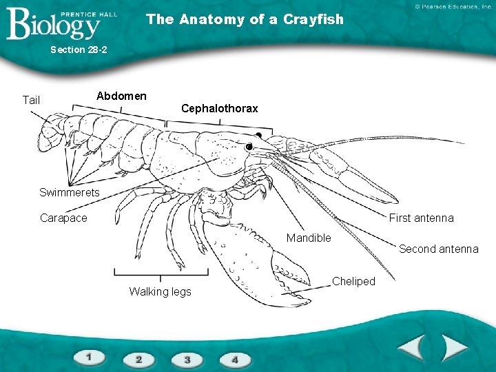 The Anatomy of a Crayfish Section 28 -2 Tail Abdomen Cephalothorax Swimmerets Carapace First