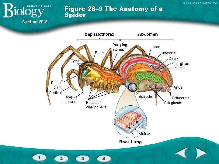 Figure 28– 9 The Anatomy of a Spider Section 28 -2 Cephalothorax Brain Abdomen