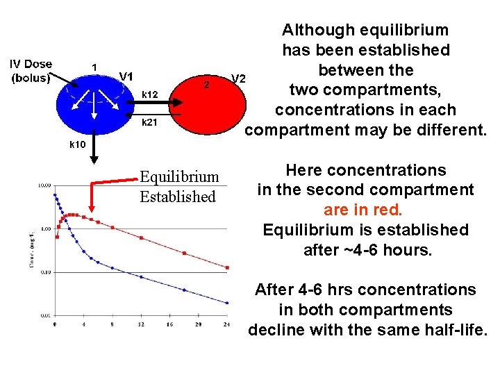 Although equilibrium has been established between the two compartments, concentrations in each compartment may