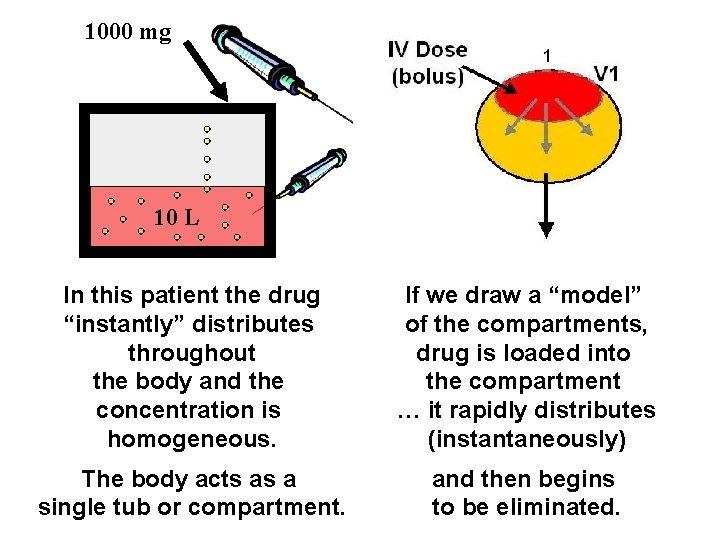 1000 mg 10 L In this patient the drug “instantly” distributes throughout the body