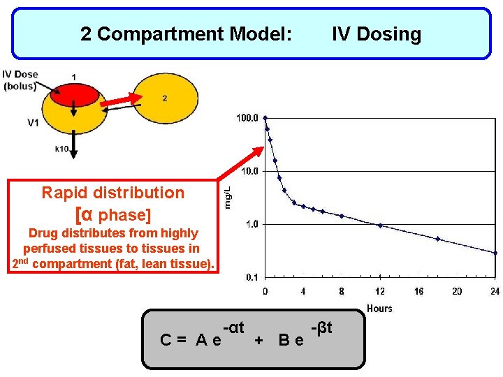 2 Compartment Model: IV Dosing Rapid distribution [α phase] Drug distributes from highly perfused