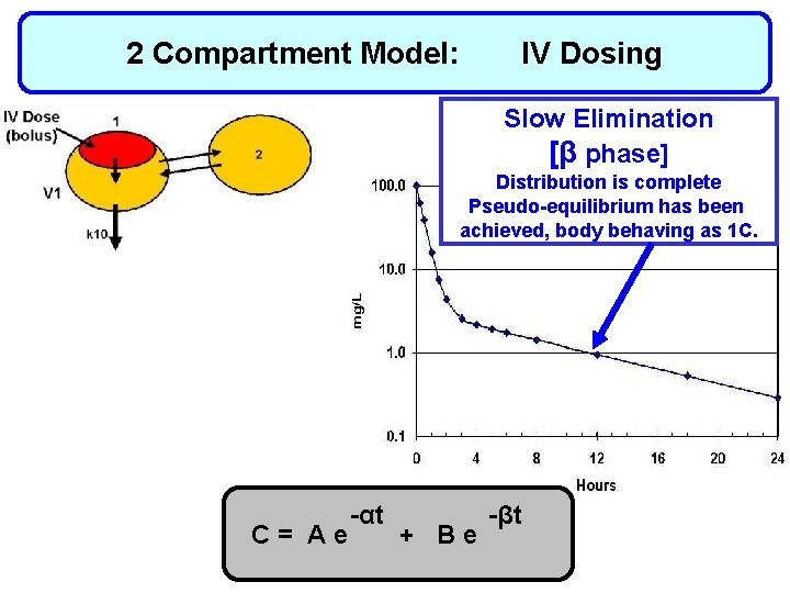 2 Compartment Model: IV Dosing Slow Elimination [β phase] Distribution is complete Pseudo-equilibrium has