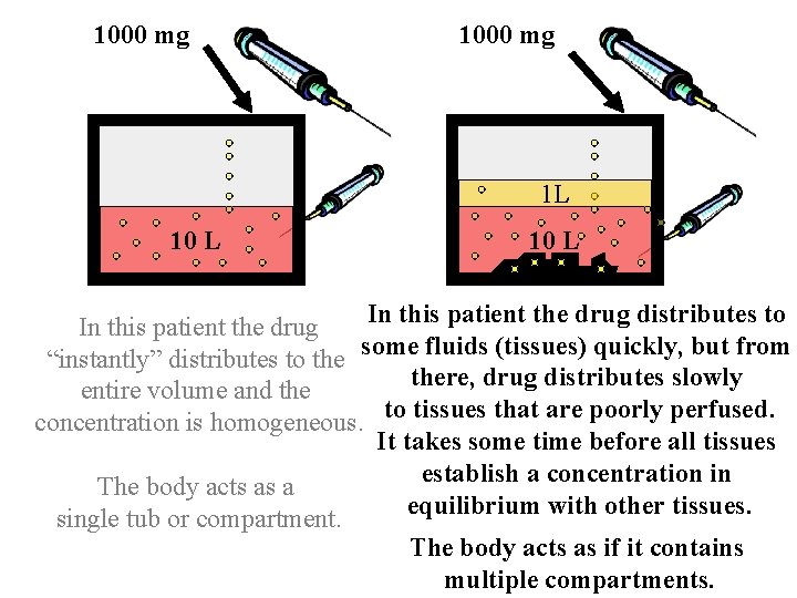 1000 mg 1 L 10 L In this patient the drug distributes to In