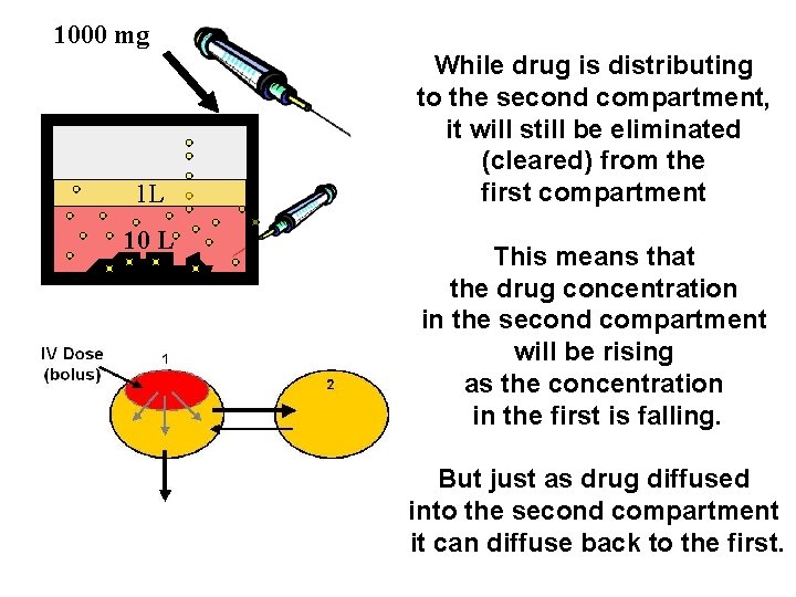 1000 mg 1 L 10 L While drug is distributing to the second compartment,