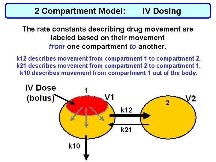 2 Compartment Model: IV Dosing The rate constants describing drug movement are labeled based