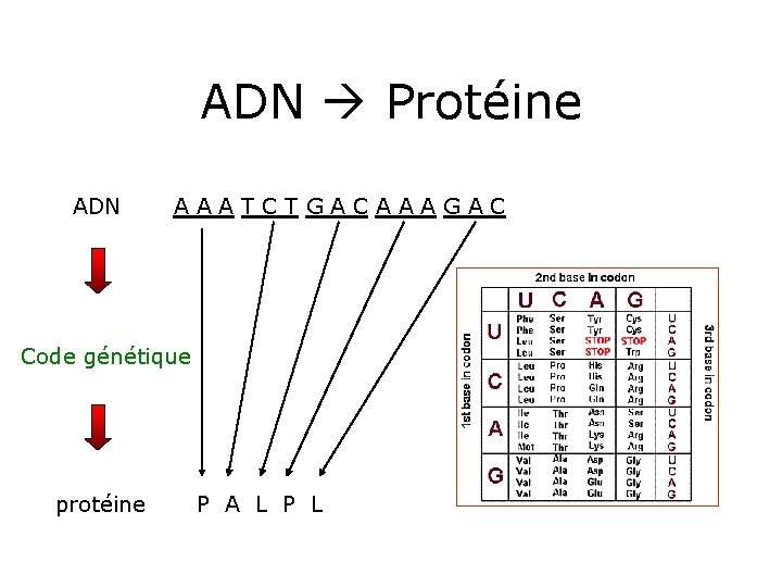 ADN Protéine ADN A A A T C T G A C A A