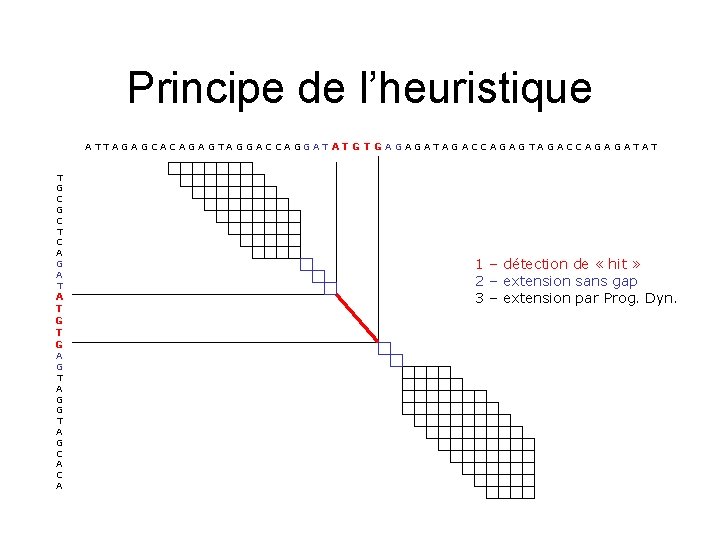 Principe de l’heuristique A T T A G C A G A G T
