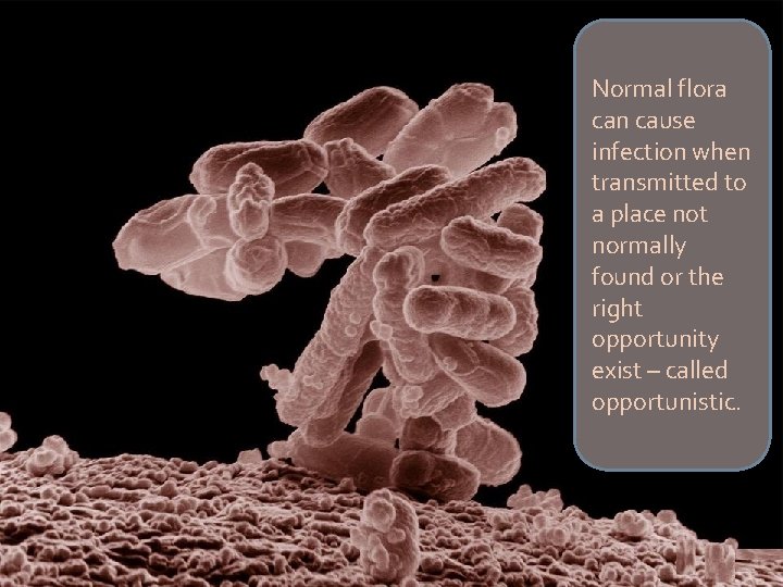 Normal flora can cause infection when transmitted to a place not normally found or Normal flora can cause infection when transmitted to a place not normally found or