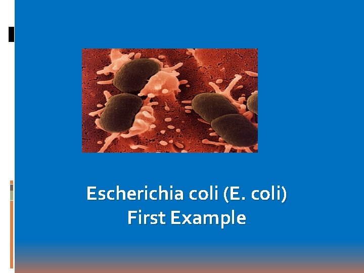 Escherichia coli (E. coli) First Example 