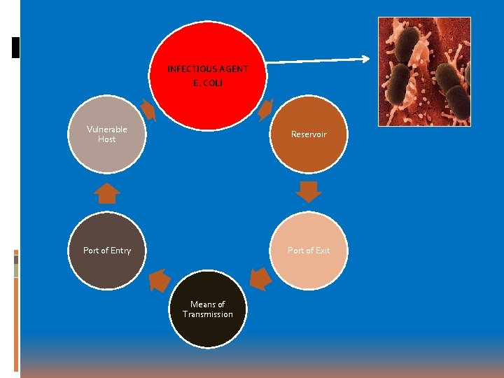 INFECTIOUS AGENT E. COLI Vulnerable Host Reservoir Port of Entry Port of Exit Means