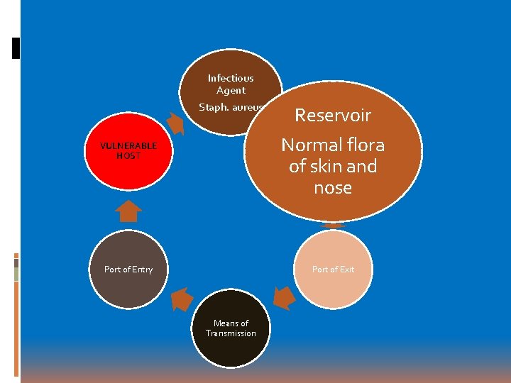 Infectious Agent Staph. aureus Reservoir Normal flora of skin and nose VULNERABLE HOST Port