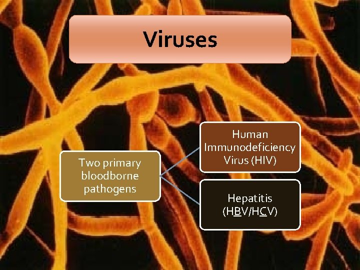 Viruses Two primary bloodborne pathogens Human Immunodeficiency Virus (HIV) Hepatitis (HBV/HCV) Viruses Two primary bloodborne pathogens Human Immunodeficiency Virus (HIV) Hepatitis (HBV/HCV)