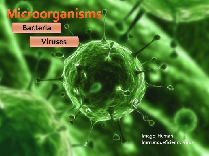 Microorganisms Bacteria Viruses Image: Human Immunodeficiency Virus 