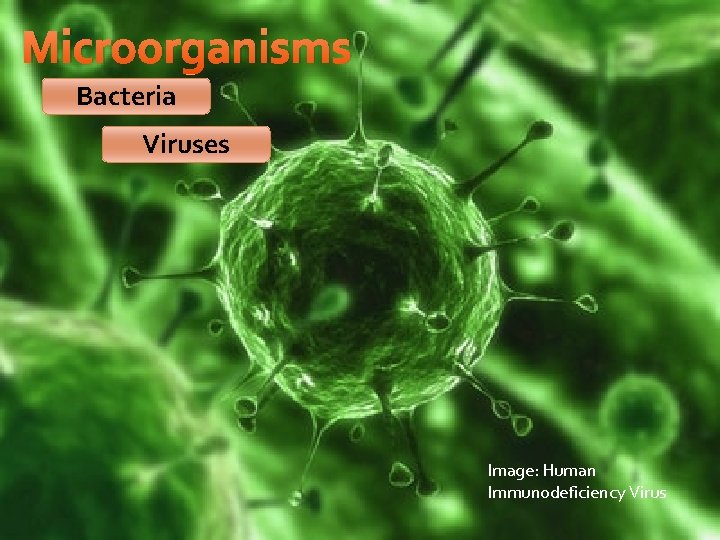 Microorganisms Bacteria Viruses Image: Human Immunodeficiency Virus Microorganisms Bacteria Viruses Image: Human Immunodeficiency Virus