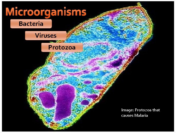 Microorganisms Bacteria Viruses Protozoa Image: Protozoa that causes Malaria Microorganisms Bacteria Viruses Protozoa Image: Protozoa that causes Malaria