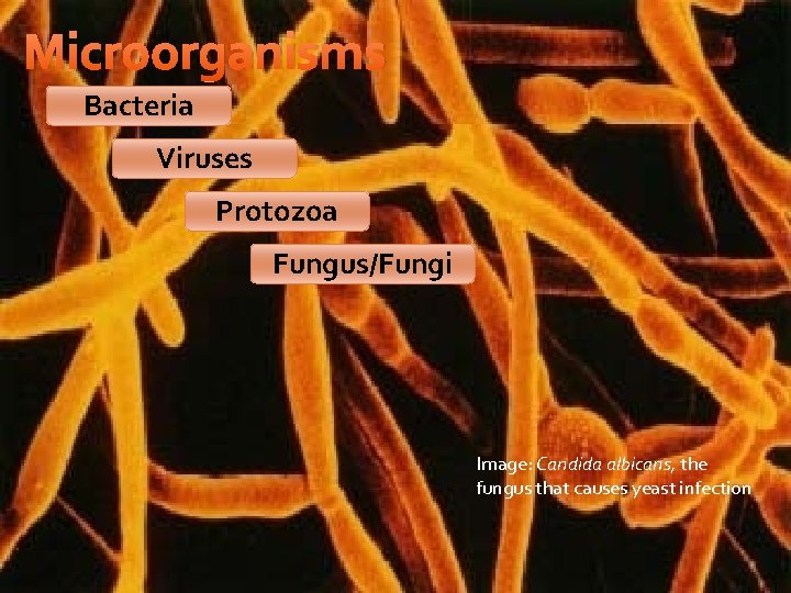 Microorganisms Bacteria Viruses Protozoa Fungus/Fungi Image: Candida albicans, the fungus that causes yeast infection