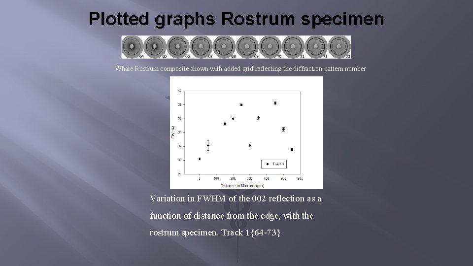 Plotted graphs Rostrum specimen Whale Rostrum composite shown with added grid reflecting the diffraction