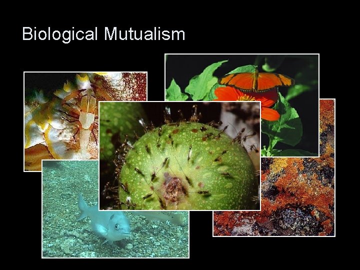 Biological Mutualism 