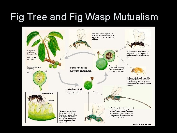 Fig Tree and Fig Wasp Mutualism 