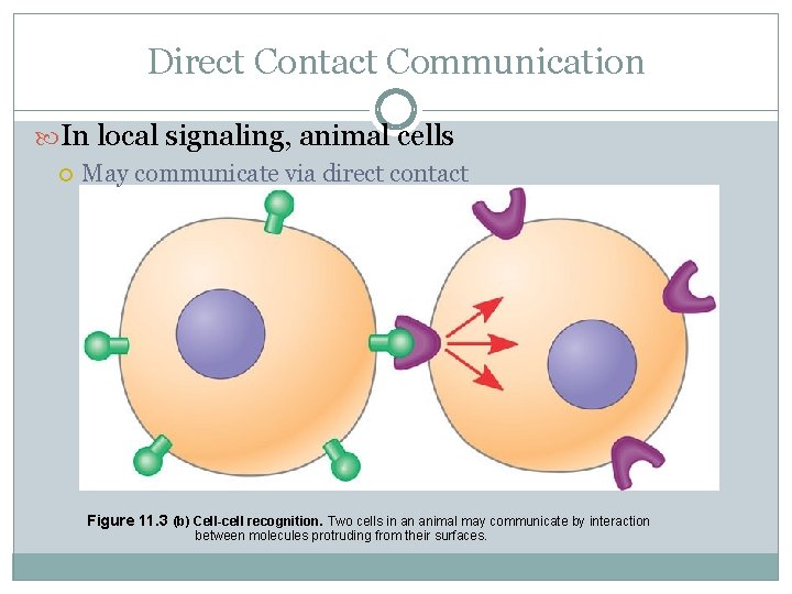 Direct Contact Communication In local signaling, animal cells May communicate via direct contact Figure