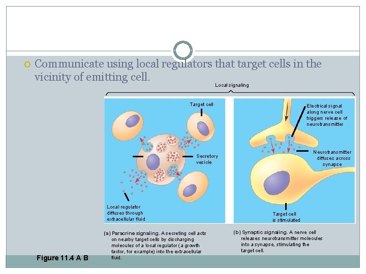  Communicate using local regulators that target cells in the vicinity of emitting cell.
