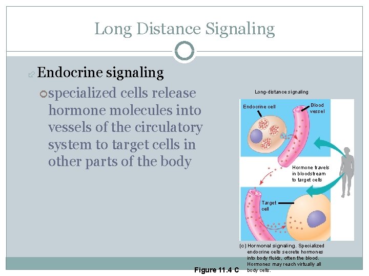 Long Distance Signaling Endocrine signaling specialized cells release hormone molecules into vessels of the