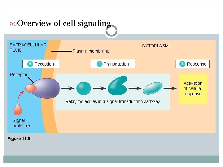  Overview of cell signaling EXTRACELLULAR FLUID 1 Reception CYTOPLASM Plasma membrane 2 Transduction