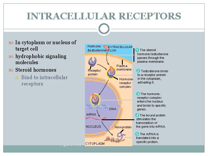 INTRACELLULAR RECEPTORS In cytoplasm or nucleus of target cell hydrophobic signaling molecules Steroid hormones