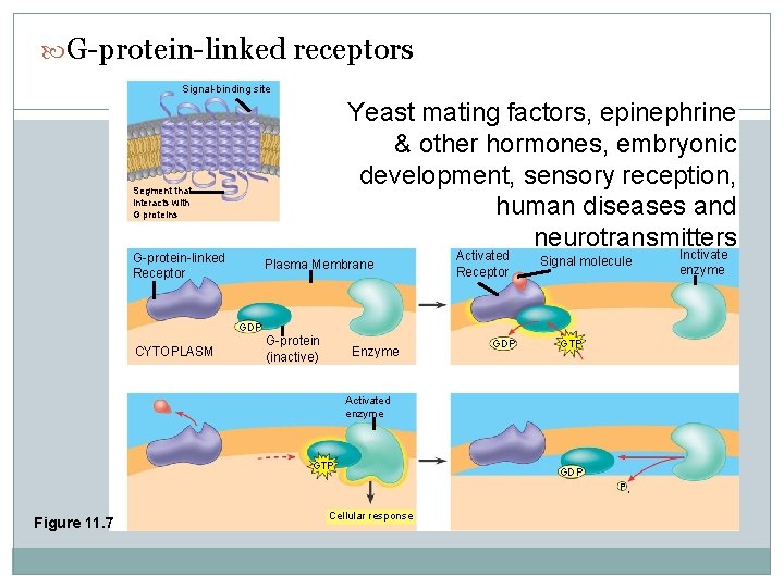  G-protein-linked receptors Signal-binding site Yeast mating factors, epinephrine & other hormones, embryonic development,