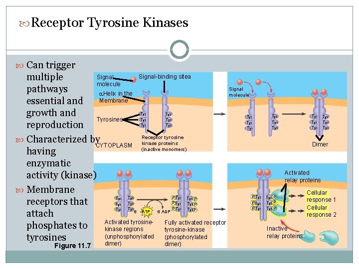  Receptor Tyrosine Kinases Can trigger Signal-binding sitea Signal multiple molecule Signal pathways Helix